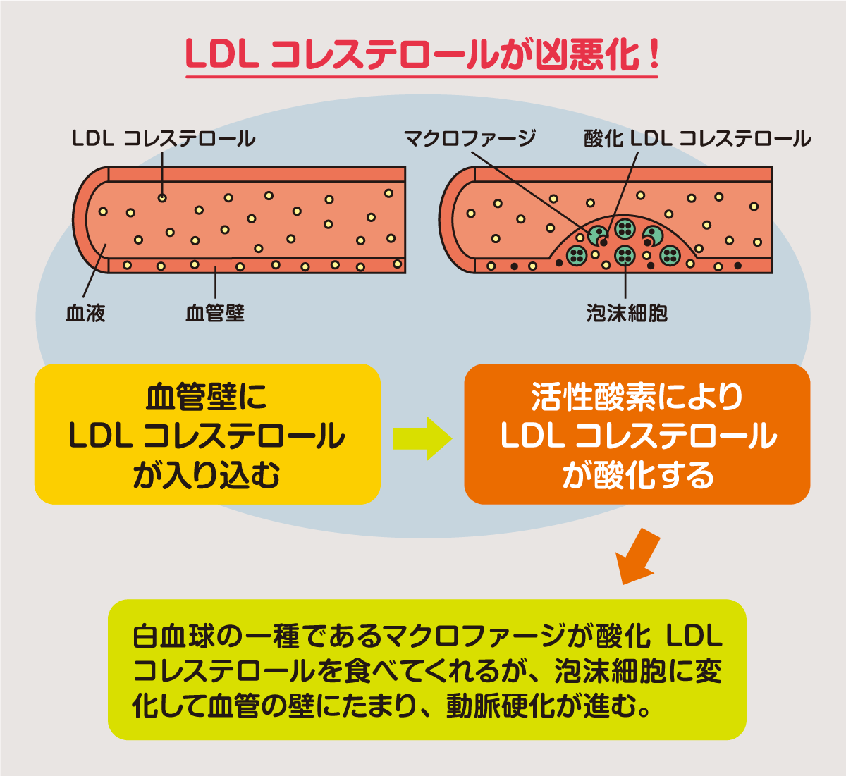 コレステロール 低い ldl LDLコレステロール値が低いとどうなる？ 【LDLコレステロール！高い人低い人別の改善法】